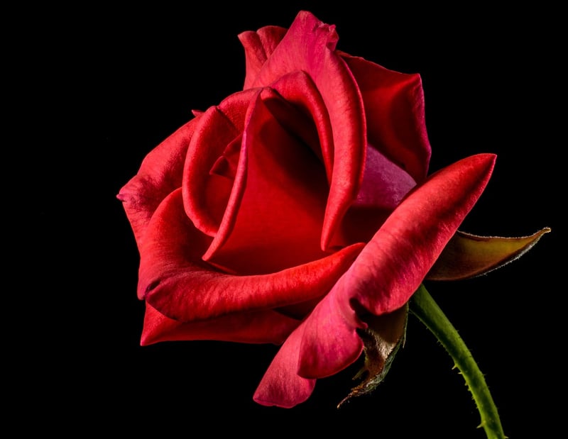 Seasonal Flowers